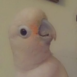 Meet your Posher, Lily